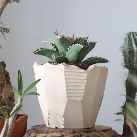 Agave titanota"FO-076"× N/OH 　no.51216