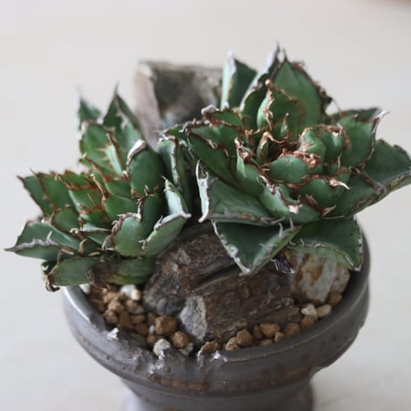 Agave titanota filigree Devil × たけろうポット　no.51244