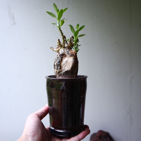 パキポディウム ビスピノーサム    Pachypodium bispinosum   no.90112