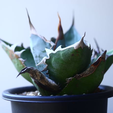 アガベ   チタノタ 　 Agave  titanota   no.53117