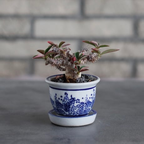 Euphorbia millii var. tenuispina × 陶器鉢 (2号)  no.706-14