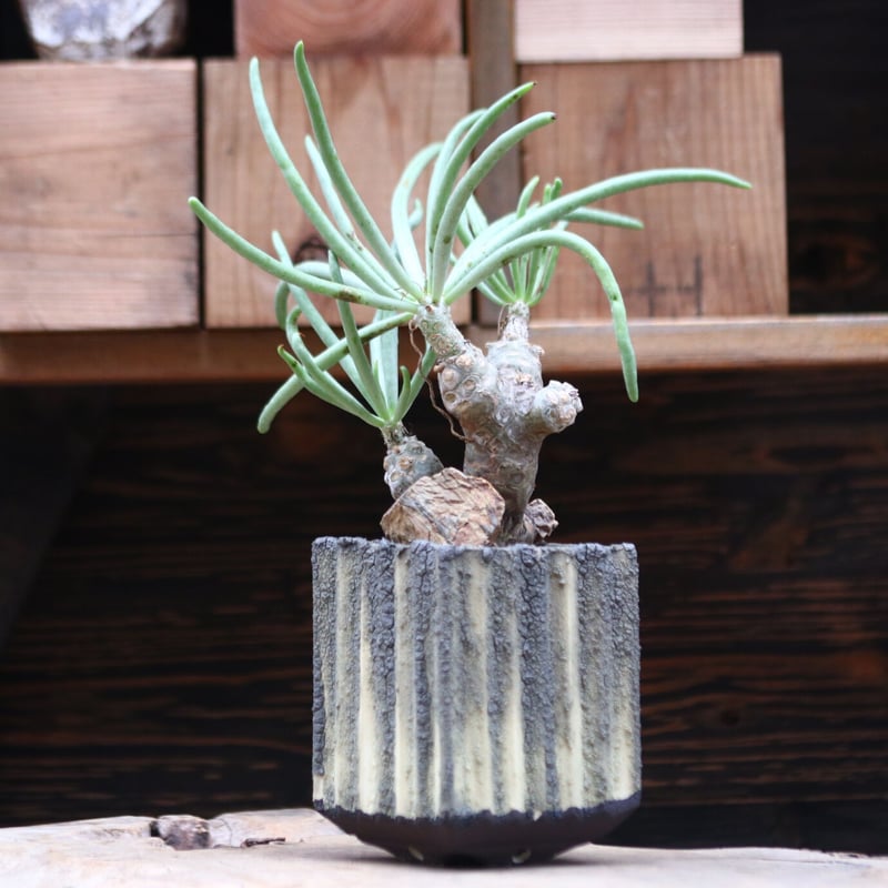 チレコドン ワリチー チレコドン ワリチー トリプルヘッド 現地球 大株