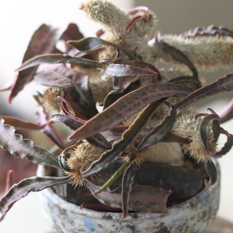 Euphorbia francoisii × YAMABACHI ver. takero pot  no.51911