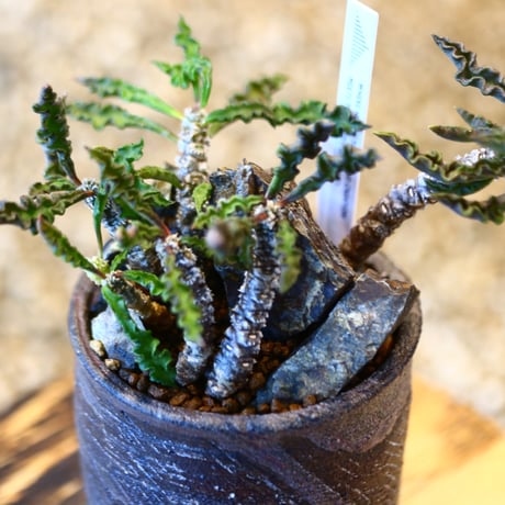 Euphorbia decaryi × 安西 桂　  no.11417