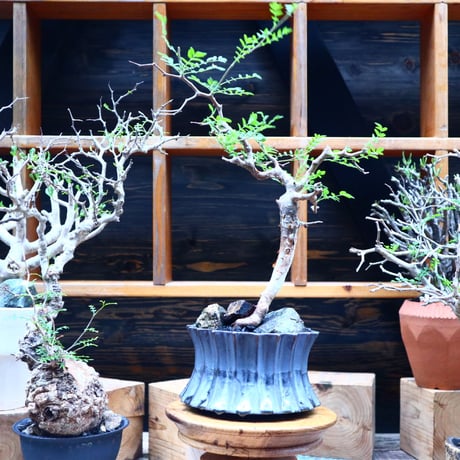 コミフォラ モンストローサ／Commiphora monstrosa   no.90514