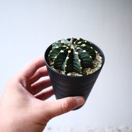 ギムノカリキウム   フィードリッフィー  Gymnocalycium friedrichii    no.101408