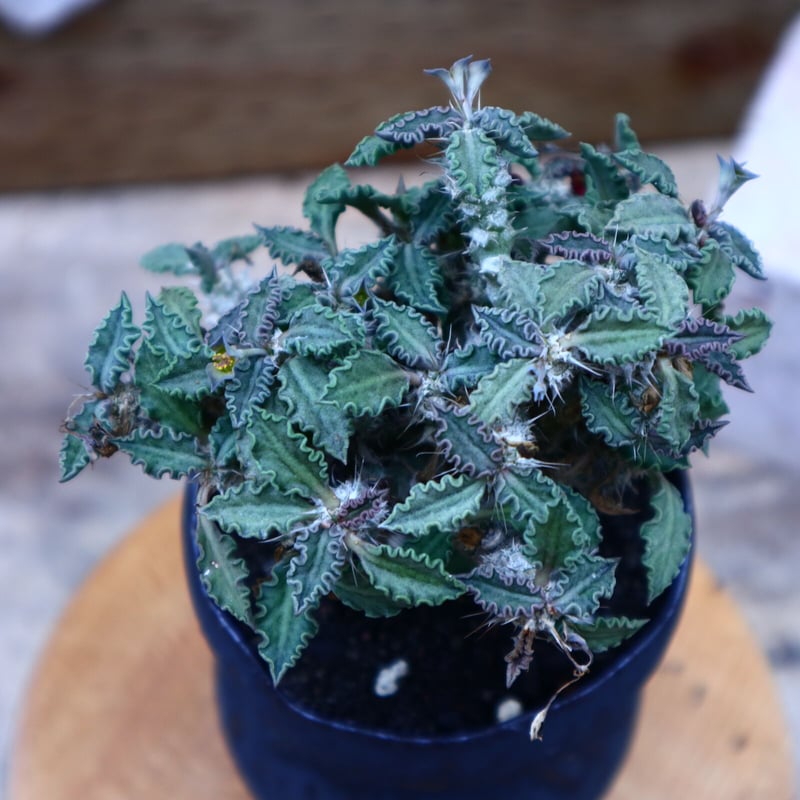 ユーフォルビア トゥレアレンシス/Euphorbia tulearensis no. ユーフォルビア トゥレアレンシス/Euphorbia tulearensis no.