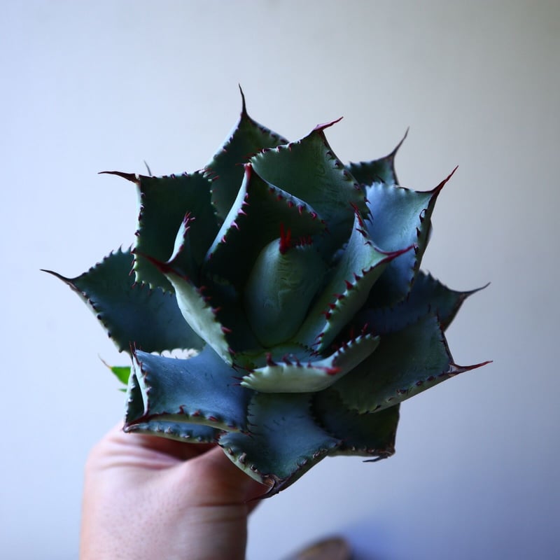 アガベ コンフェデレート ローズ Agave hybrid “Confederate Ro