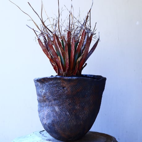 レウクテンベルギア  晃山    Leuchtenbergia principis  no.11229