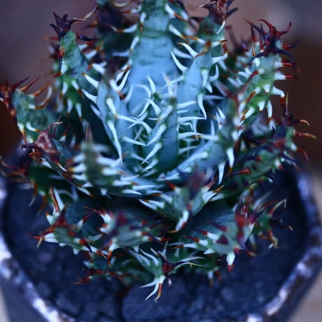 アロエ エリナケア／Aloe melanacantha ssp. var. erinacea  no.13092