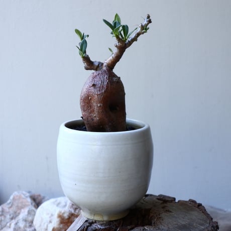 パキポディウム ビスピノーサム    Pachypodium bispinosum   no.51934