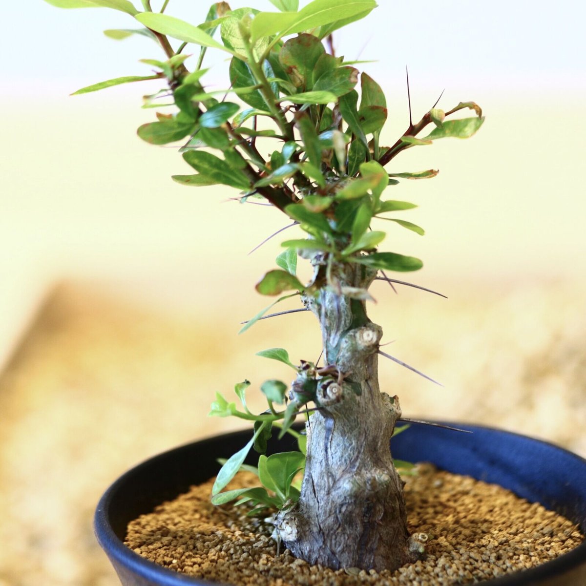 フォークイエリア ファシクラータ / Fouquieria fasciculata no.4 フォークイエリア ファシクラータ / Fouquieria fasciculata no.4