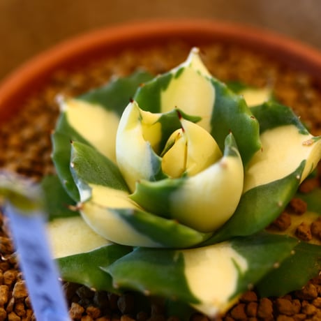 Agave potatorum × YAMABACHI    no.123162
