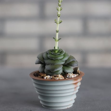 Crassula hemisphaerica 'Little Karoo' (巴) × TAKERO NO TORUKO (2.5号)  no.419/86