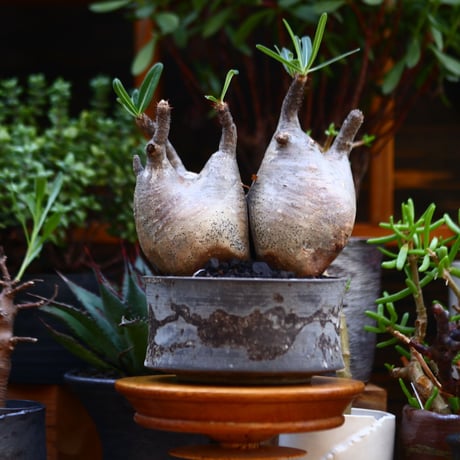 パキポディウム  グラキリス／Pachypodium  gracilius       no.91211