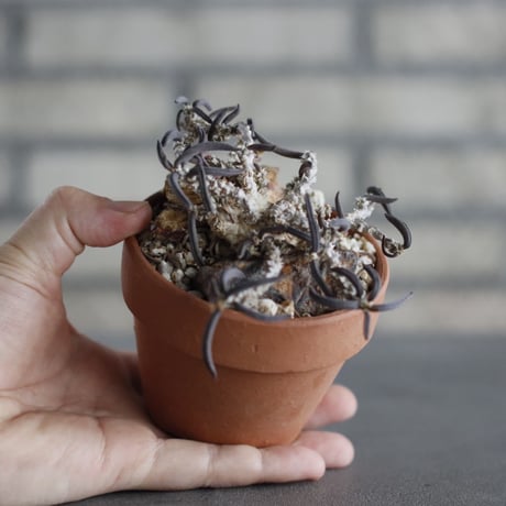 Euphorbia cylindrifolia × YAMABACHI (3号) no.607/17