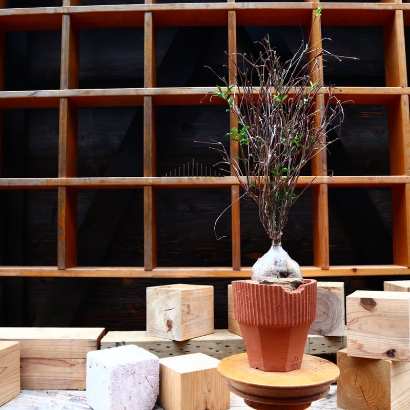 ユーフォルビア マハボボケンシス／Euphorbia mahabobokensis no