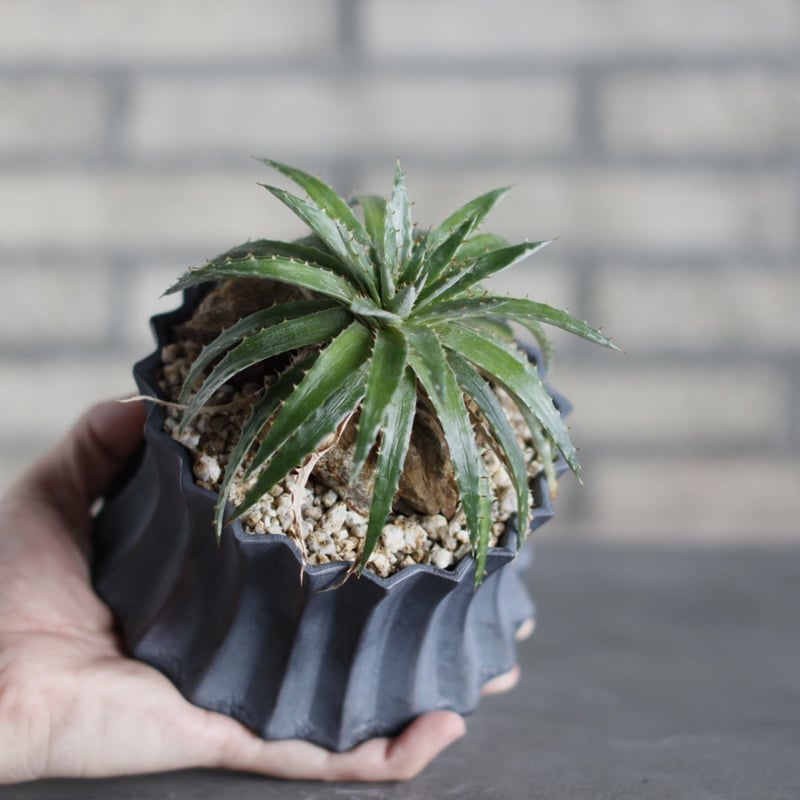 Dyckia reitzii Hybrid from NNN × soso (4.5号鉢)