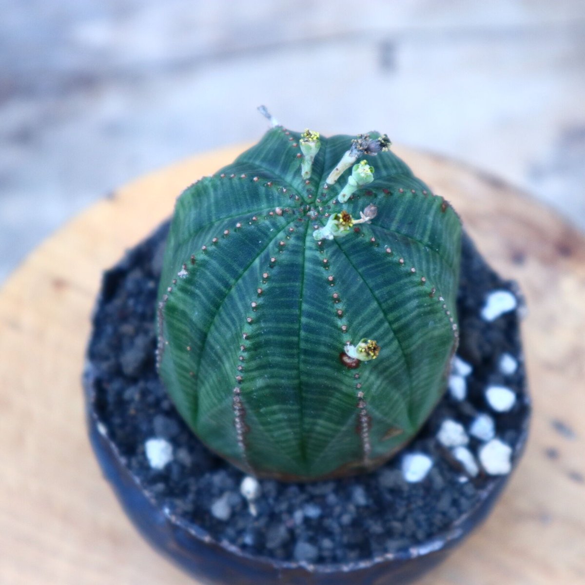 ユーフォルビア オベサ ♂／Euphorbia obesa no.72539 |