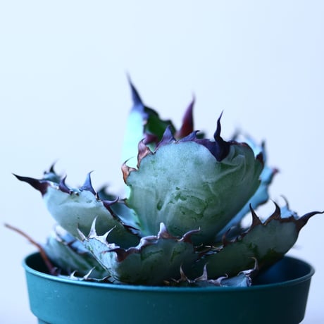 アガベ チタノタ　ブラック＆ブルー  Agave titanota black&bule   no110831