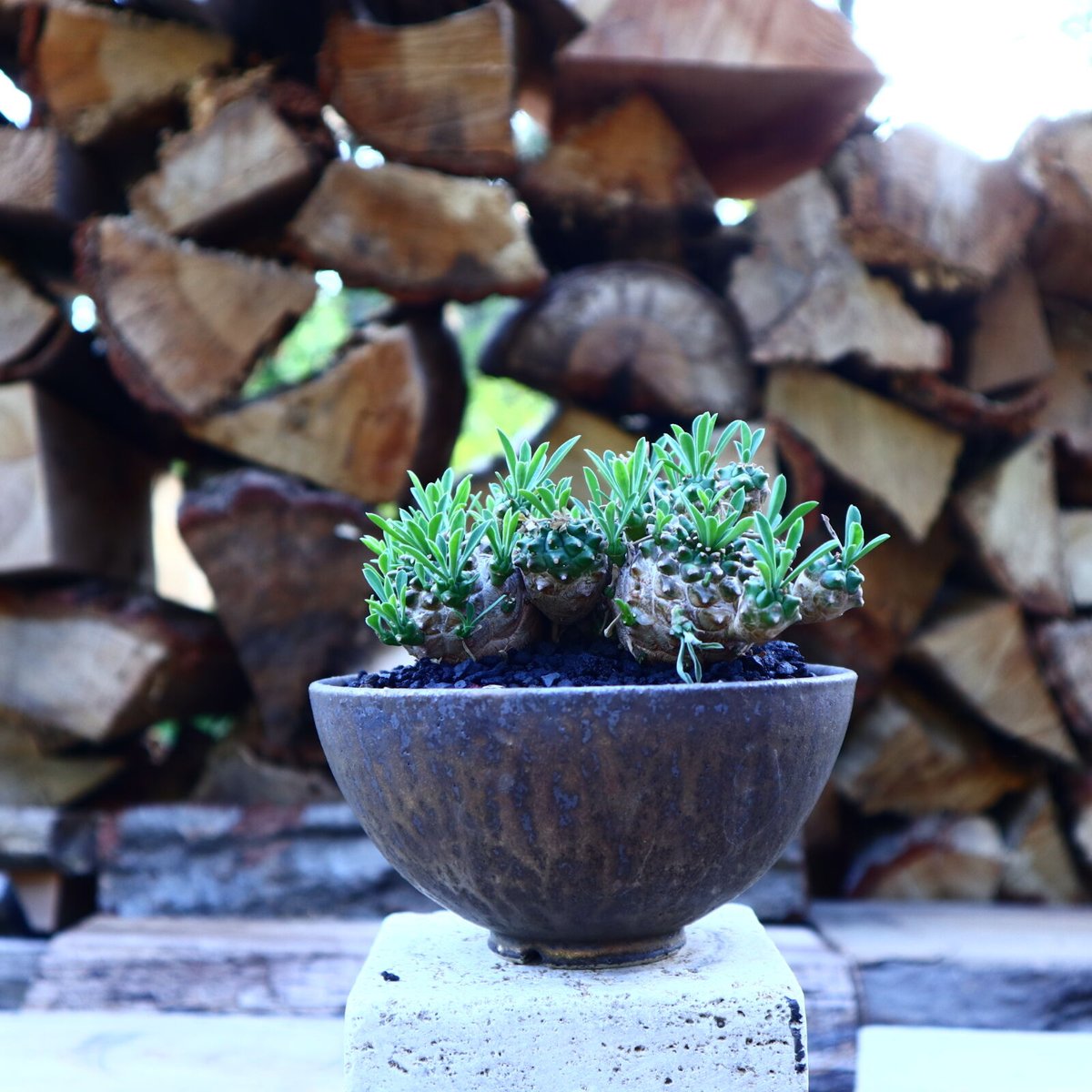 ユーフォルビア 峨眉山／Euphorbia 'Gabisan' no.50910 |