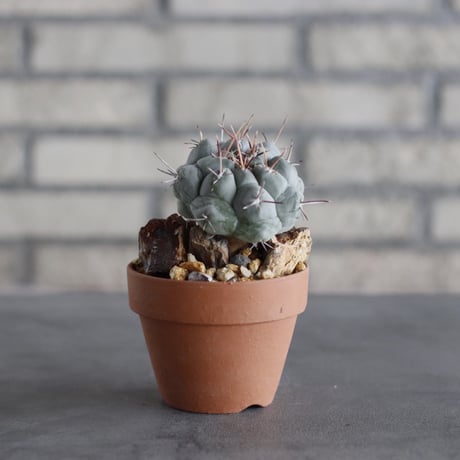 Thelocactus phymatothele (眠獅子) × YAMABACHI (3号)  no.614/6