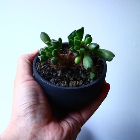 アドロミクス  ポエルニツィアヌス   神想曲  Adromischus poellnitzianus  No.018