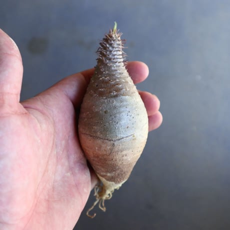パキポディウム グラキリス 抜苗  Pachypodium rosulatum var. gracilius no.100618