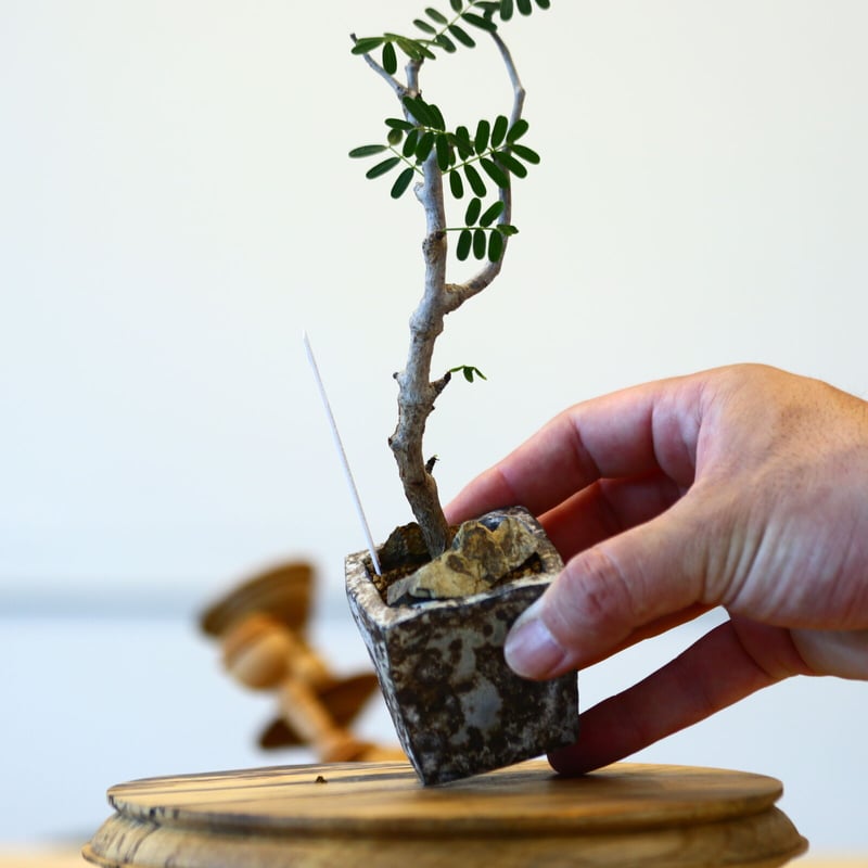 センナメリディオナリス　灌木 たけろうポット × センナ メリディオナリス 挿し木 no.72337 | 芽の巣山