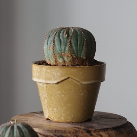 Euphorbia obesa × YAMABACHI var. Atsushi Funakushi  no.905-26