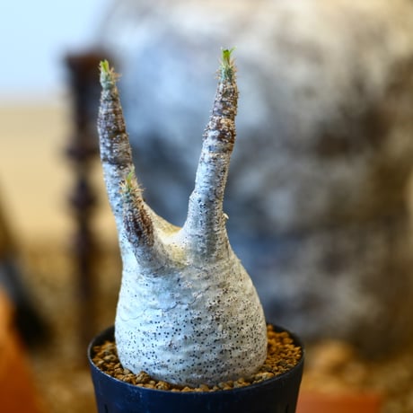 Pachypodium gracilius   no.32433