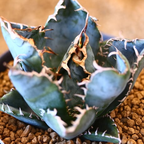 【9/9入荷未発根未活着ベアルート植込み】Agave titanota White Whale   no.101513