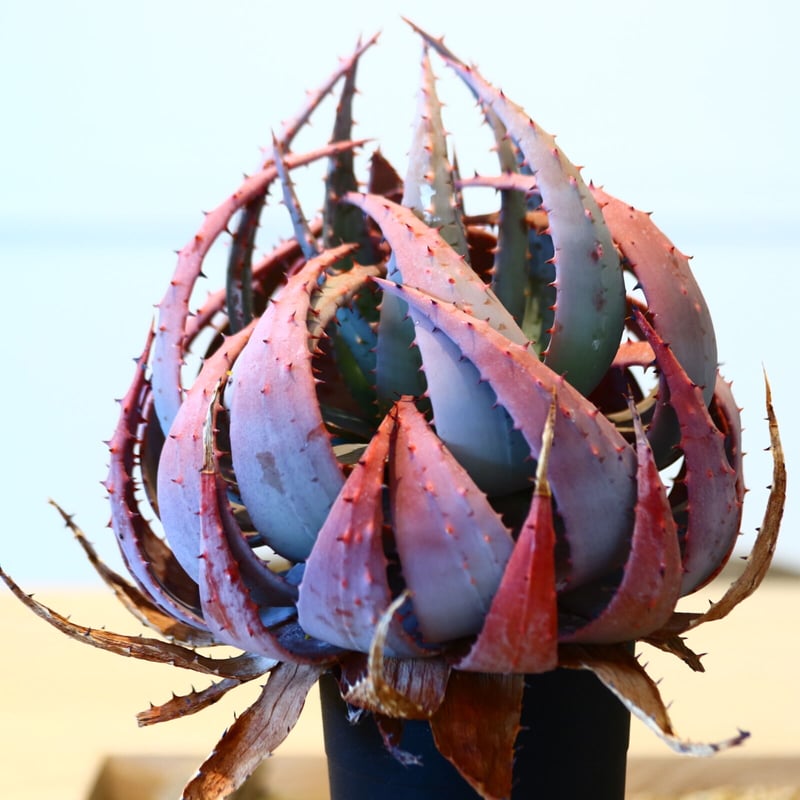 アロエ ペグレラエ / Aloe peglerae no.51419 | 芽の巣山