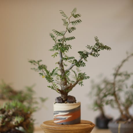 Senna meridionalis × N/OH (3号)  no.1123/9