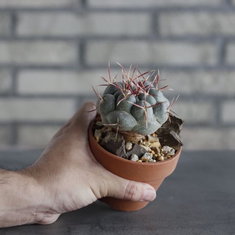 Thelocactus hexaedrophorus v. fossulatus (緋冠竜) × YAMABACHI (3号)  no.614/10