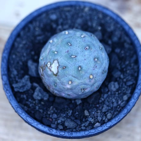 テフロカクタス  ゲオメトリクス／Tephrocactus geometricus   no.122653