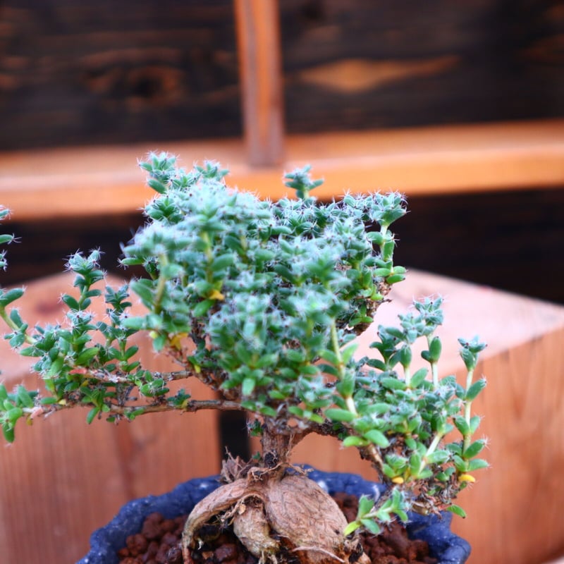 トリコディアデマ ブルボスム 姫紅小松／Trichodiadema bulbosum no