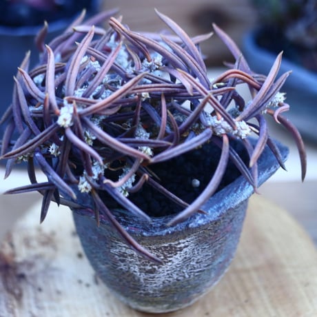 ユーフォルビア キリンドフォリア    Euphorbia cylindrifolia   no.32110