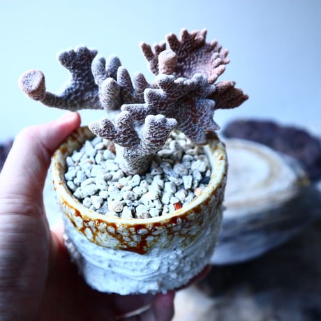 キノコ団扇 　Puna clavarioides   no.21653