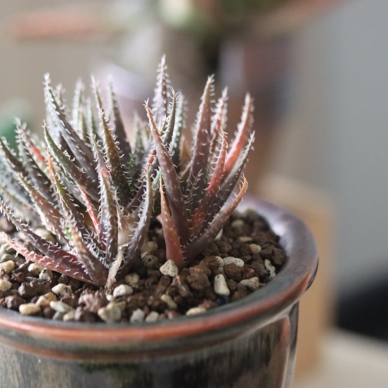 Aloe haworthioides × 陶器鉢 no.51941 | 芽の巣山