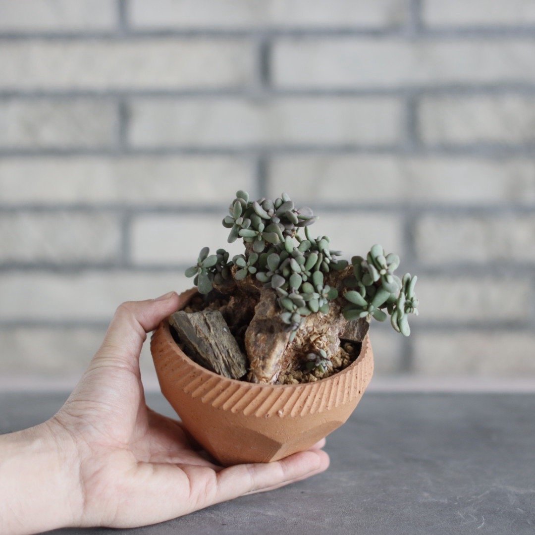 Ceraria pygmaea × N/OH (4号) no.510/27 | 芽の巣山