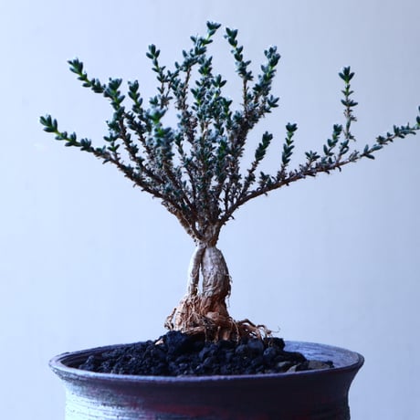 トリコディアデマ     デンスム   紫星晃    ×    Trichodiadema densum   no.11909