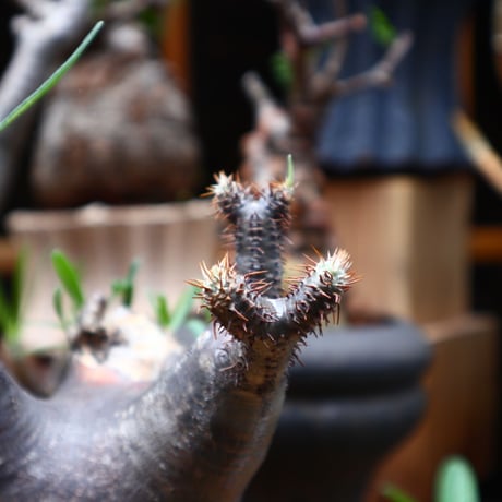 パキポディウム  グラキリス／Pachypodium  gracilius       no.71017