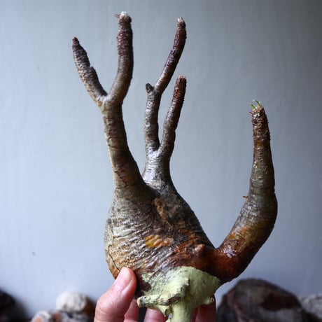 パキポディウム グラキリス 2頭 Pachypodium rosulatum var. gracilius no.70712