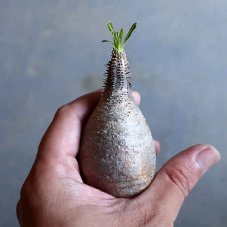 パキポディウム グラキリス   Pachypodium rosulatum var. gracilius no.110317