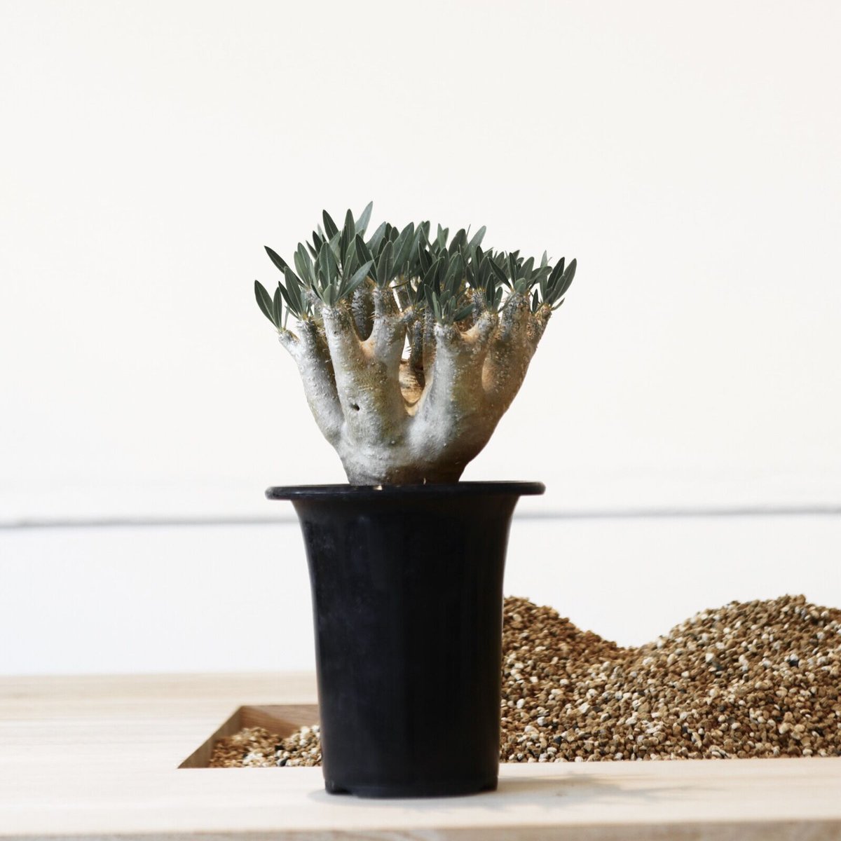 パキポディウム ブレビカリックス / Pachypodium densiflorum パキポディウム ブレビカリックス / Pachypodium densiflorum