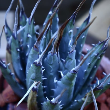 アガベ  ユタエンシス  エボリスピナ／Agave uthaensis var. eborispina     no.62025