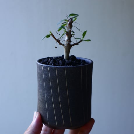 フォークイエリア フォルモサ    Fouquieria formosa   no.72810