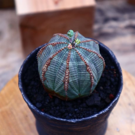 ユーフォルビア  オベサ ／Euphorbia obesa      no.62726