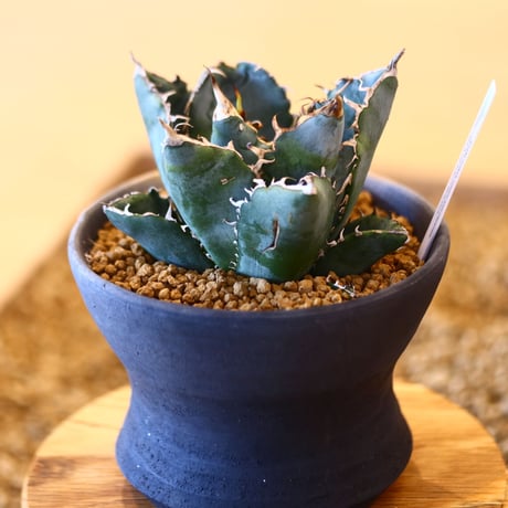 【9/9入荷未発根未活着ベアルート植込み】Agave titanota White Whale   no.101513
